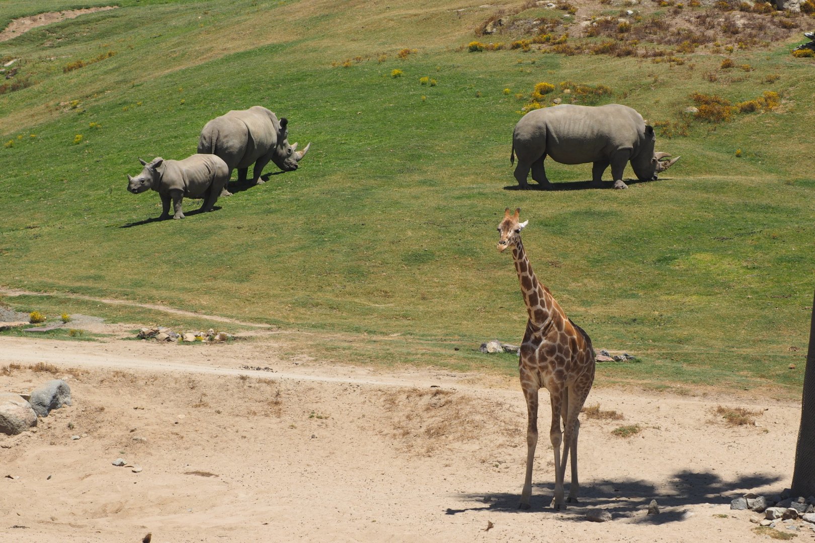 Southern white rhinoceros and reticulated/generic giraffe