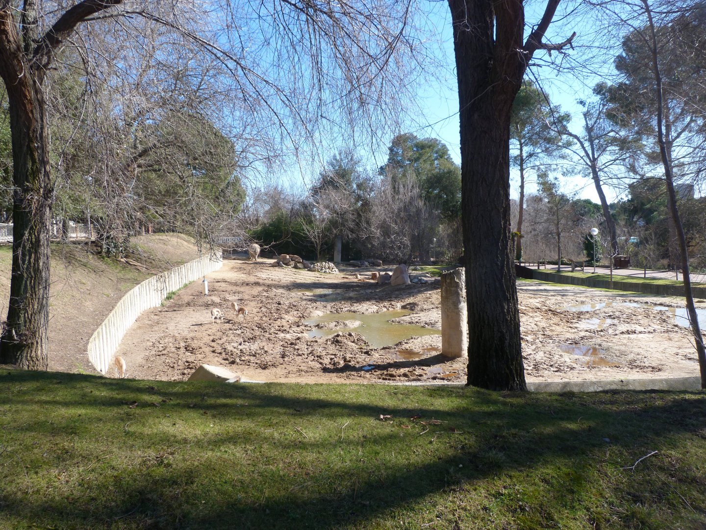 Southern white rhinoceros and Saharan dorcas gazelle exhibit -Zoo Aquarium de Madrid (2025)