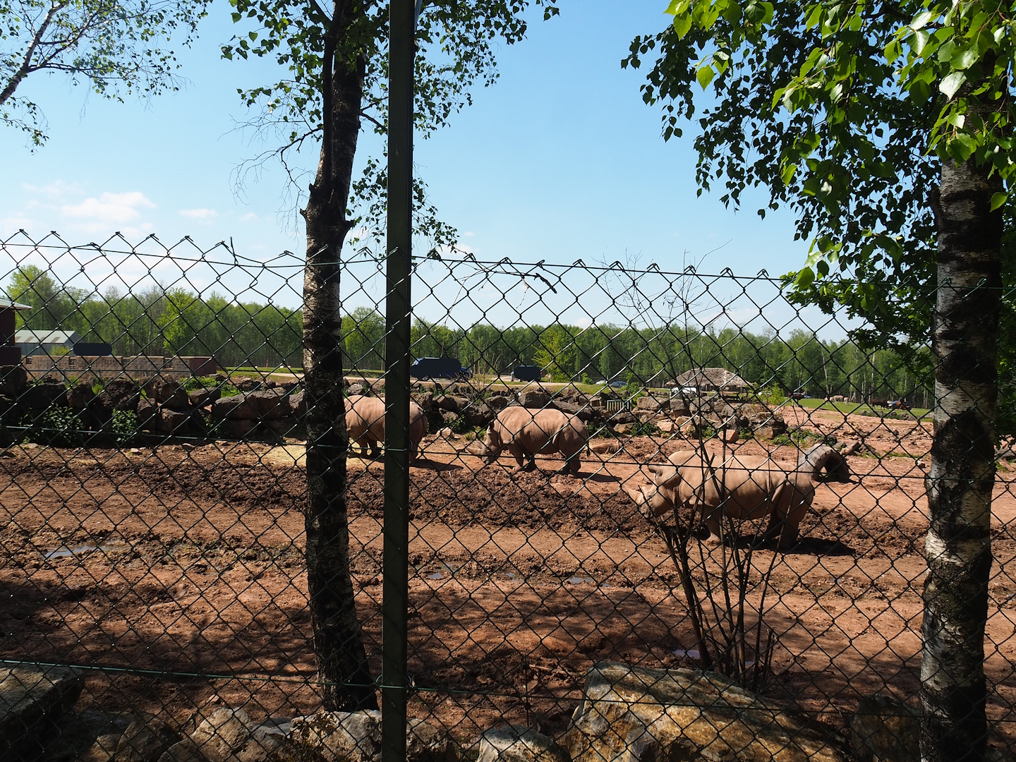 Southern white rhinoceros and Warthog paddock, 2023-05-19