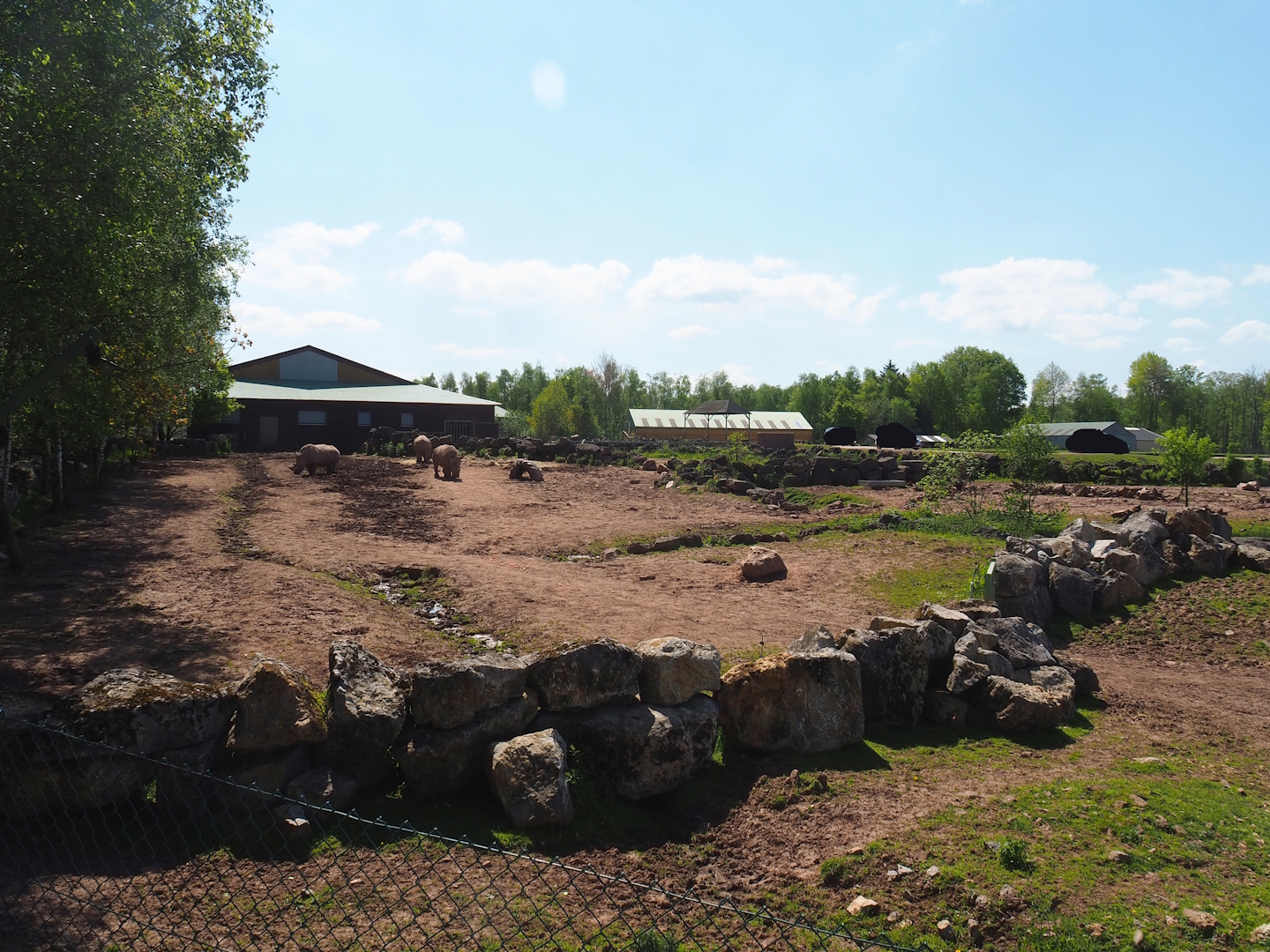 Southern white rhinoceros and Warthog paddock,  2023-05-19