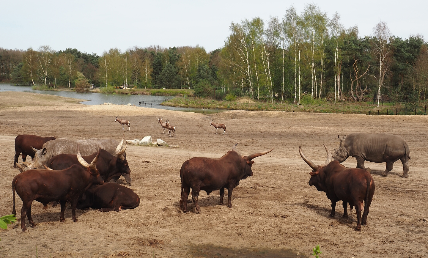 Southern white rhinoceros, Ankole-Watusi cattle and Blesbok, 2024-04-06