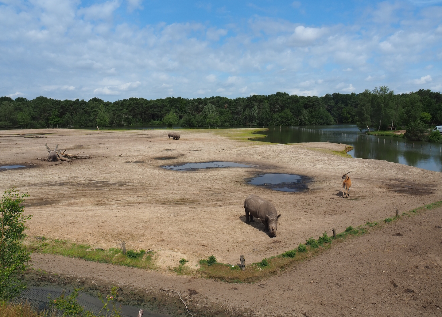 Southern white rhinoceros, Ankole-Watusi cattle, Common eland and Blesbok plains, 2022-06-12