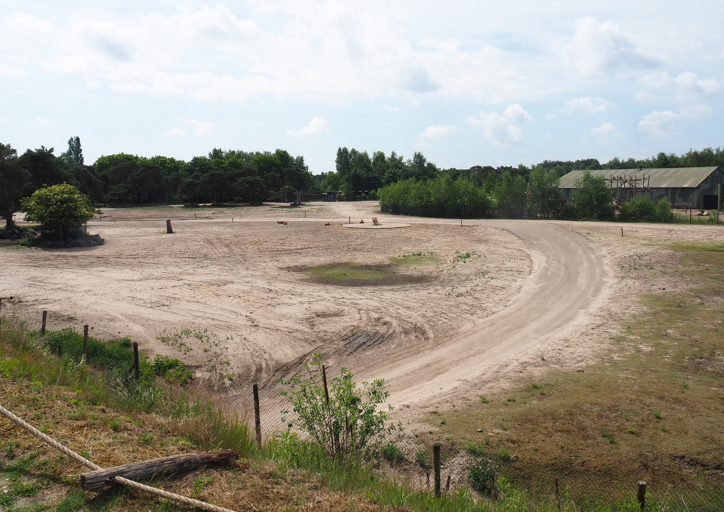Southern white rhinoceros, Ankole-Watusi cattle, Common eland and Blesbok plains, 2022-06-12
