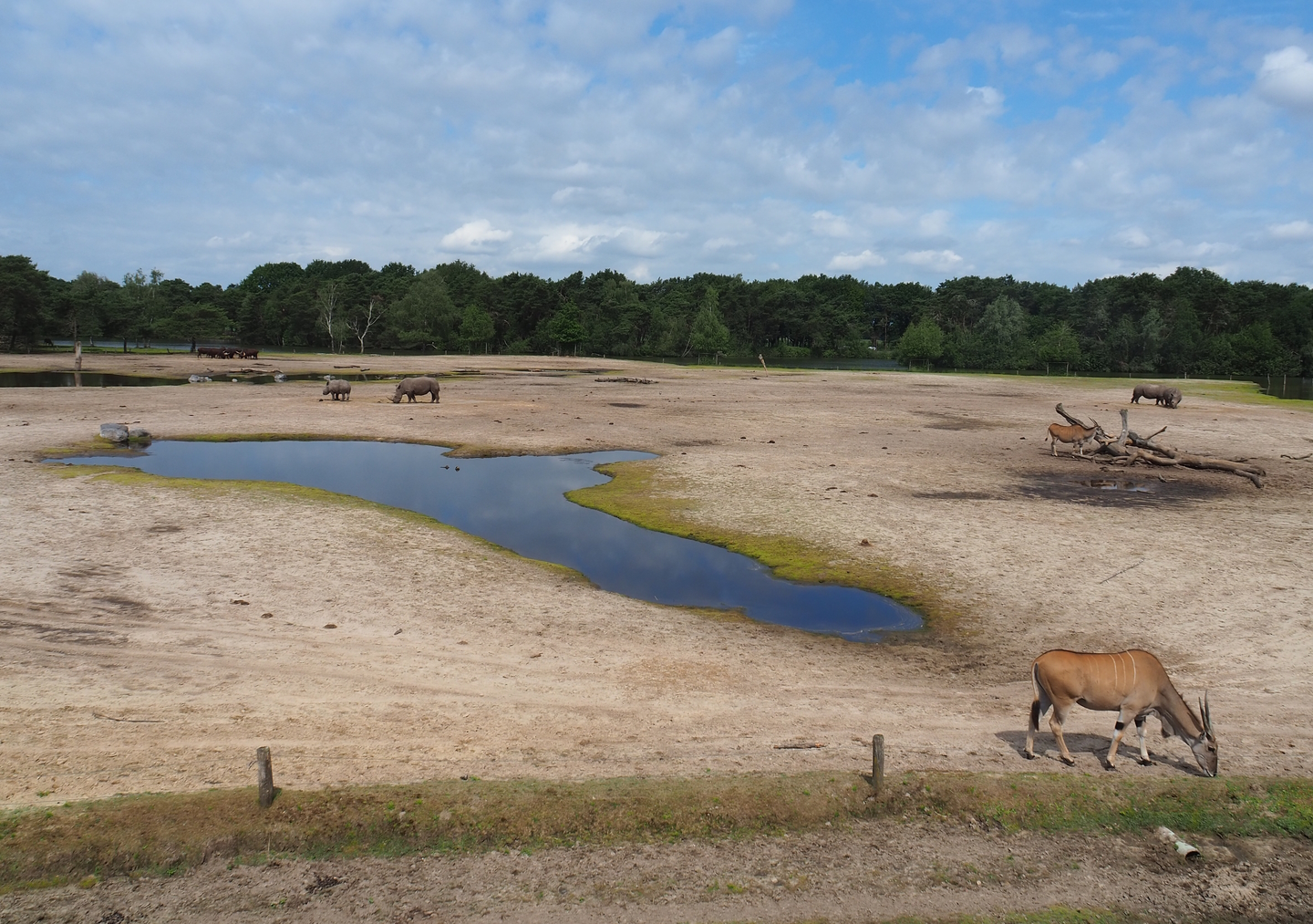Southern white rhinoceros, Ankole-Watusi cattle, Common eland and Blesbok plains, 2022-06-12