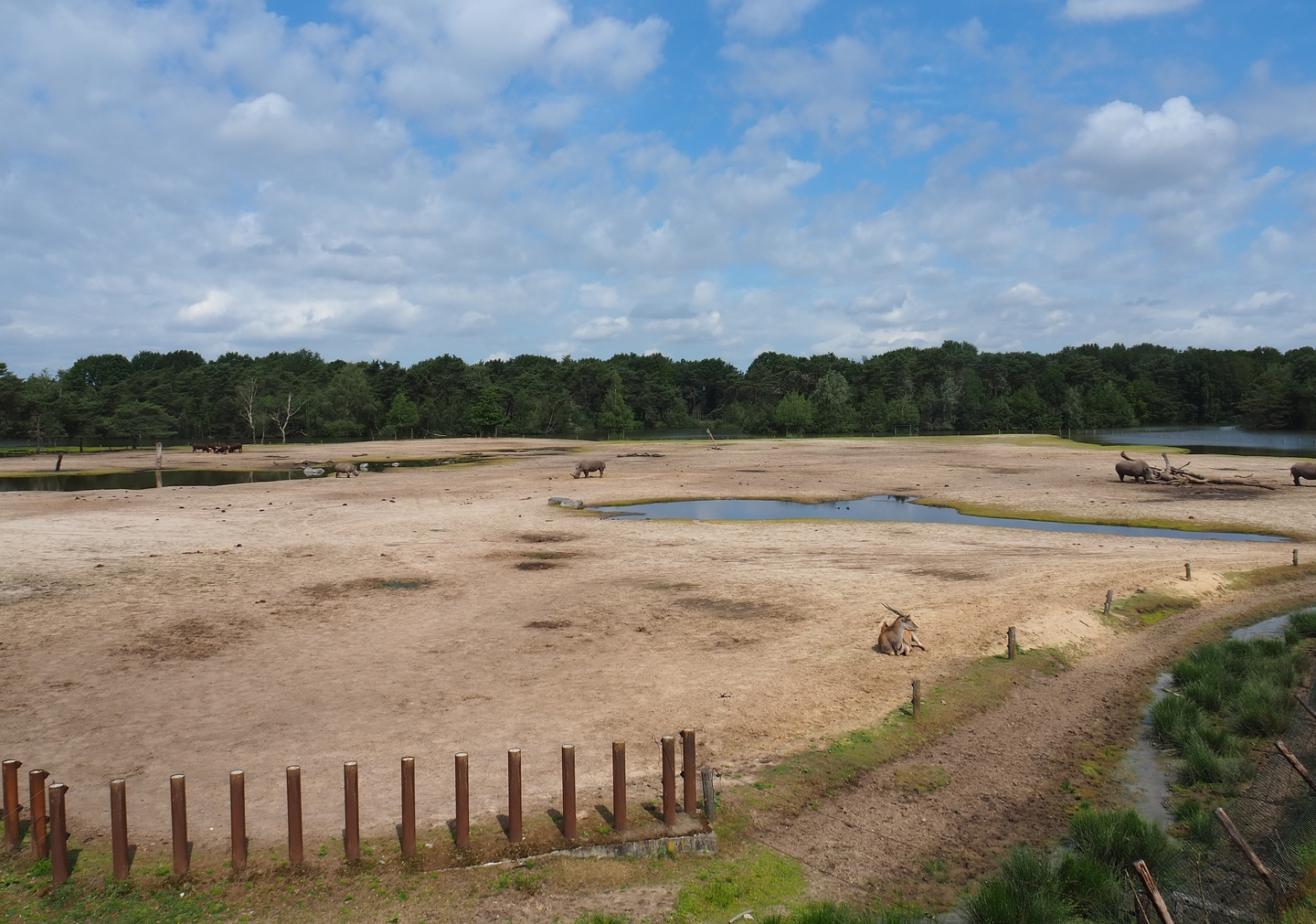Southern white rhinoceros, Ankole-Watusi cattle, Common eland and Blesbok plains, 2022-06-12