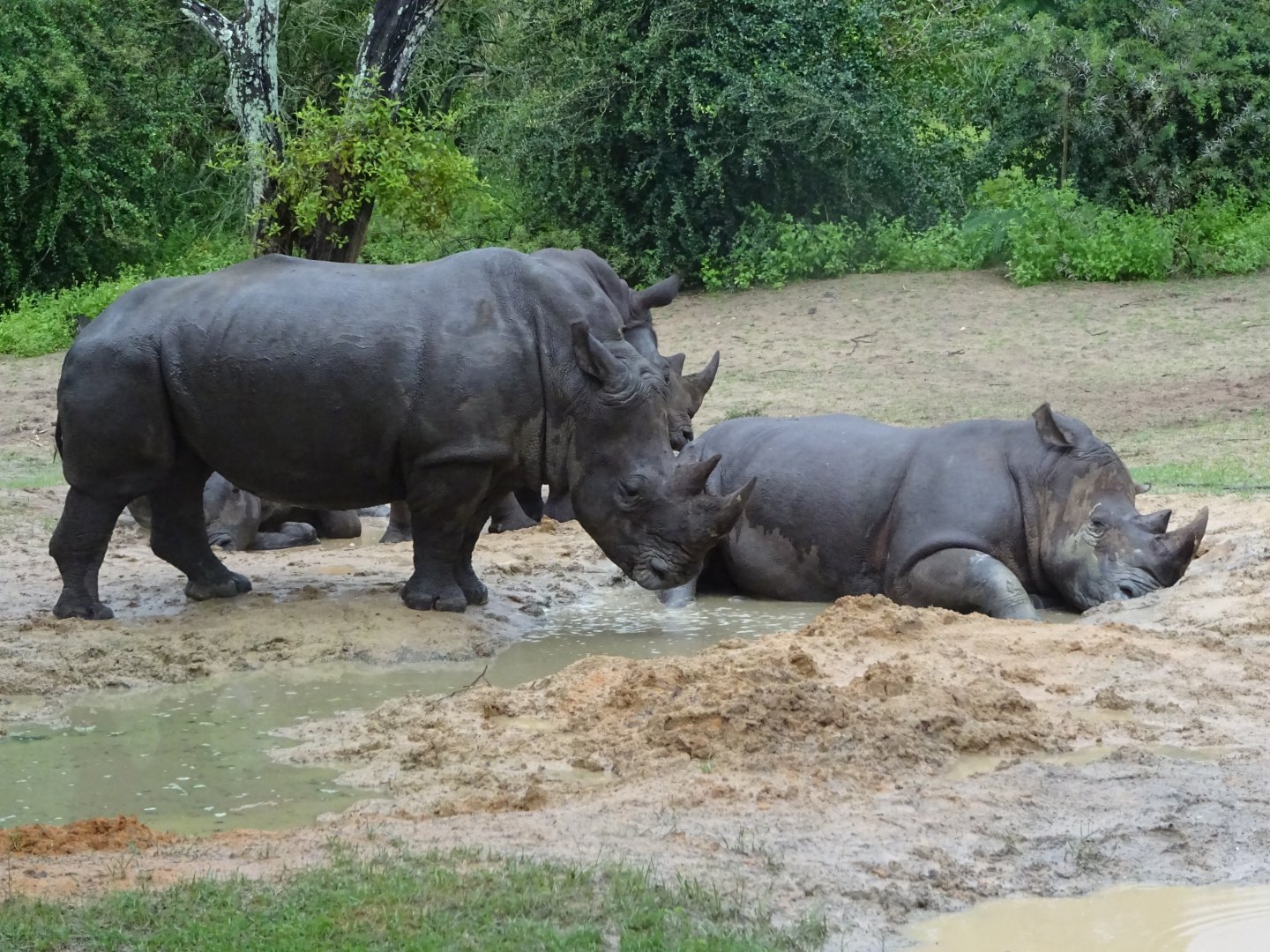 Southern White Rhinoceros at Disney's Animal Kingdom (2014)