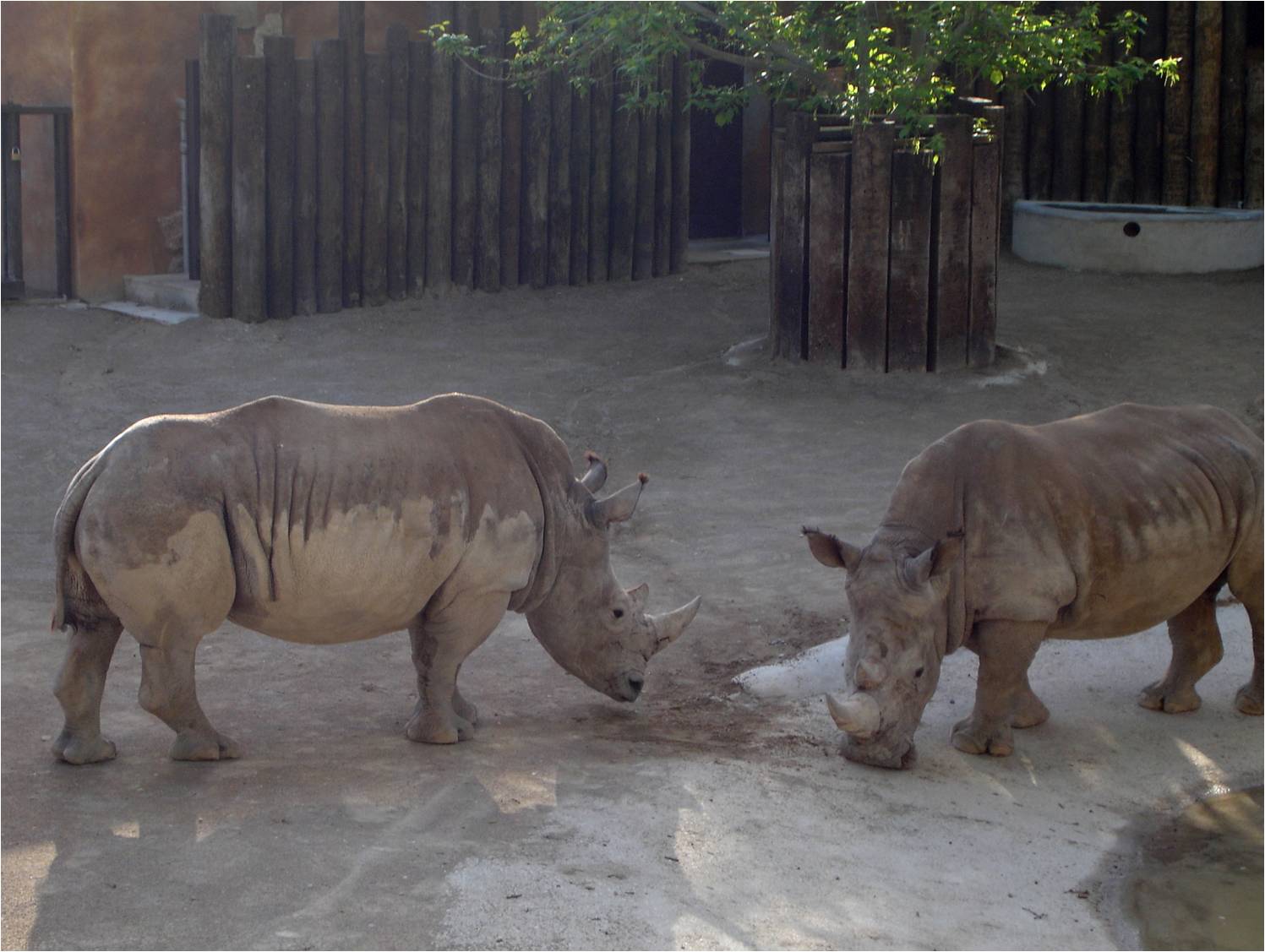 Southern White Rhinoceros at Jardim Zoológico de Lisboa, 13/04/08
