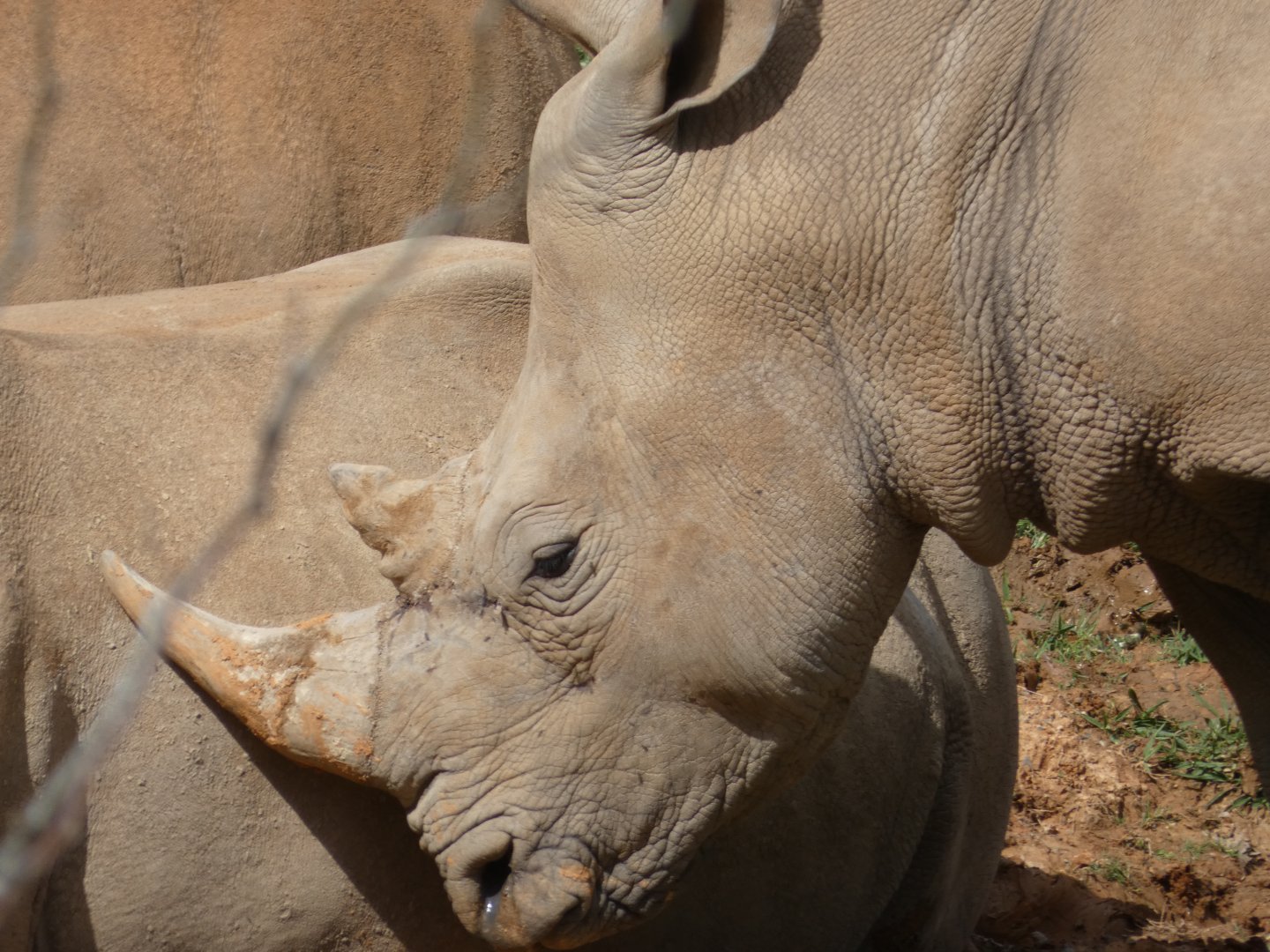 Southern White Rhinoceros at the North Carolina Zoo