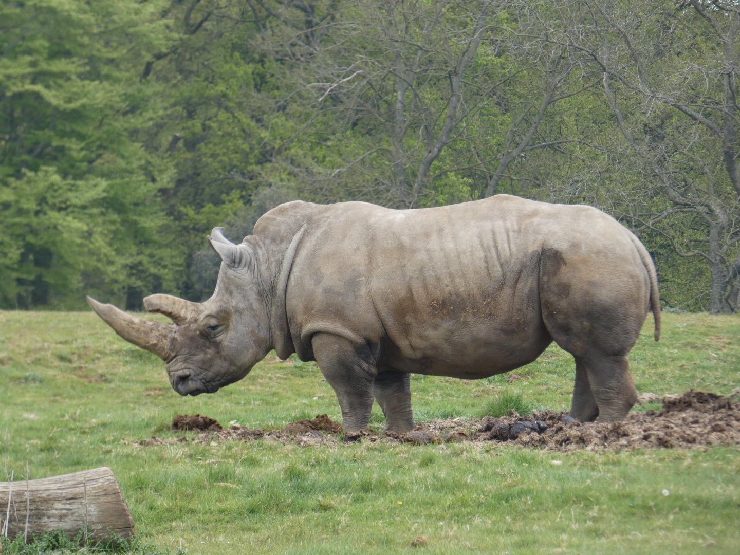 Southern white rhinoceros 'Bertha'