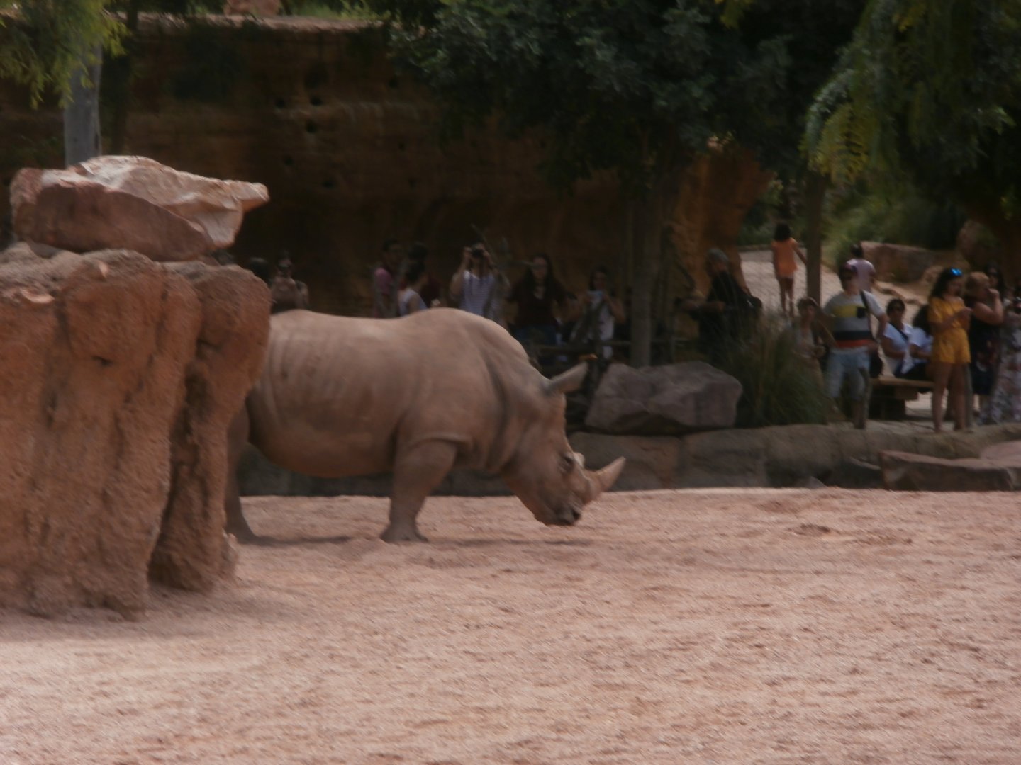 Southern white rhinoceros -Bioparc Valencia (Summer 2017)