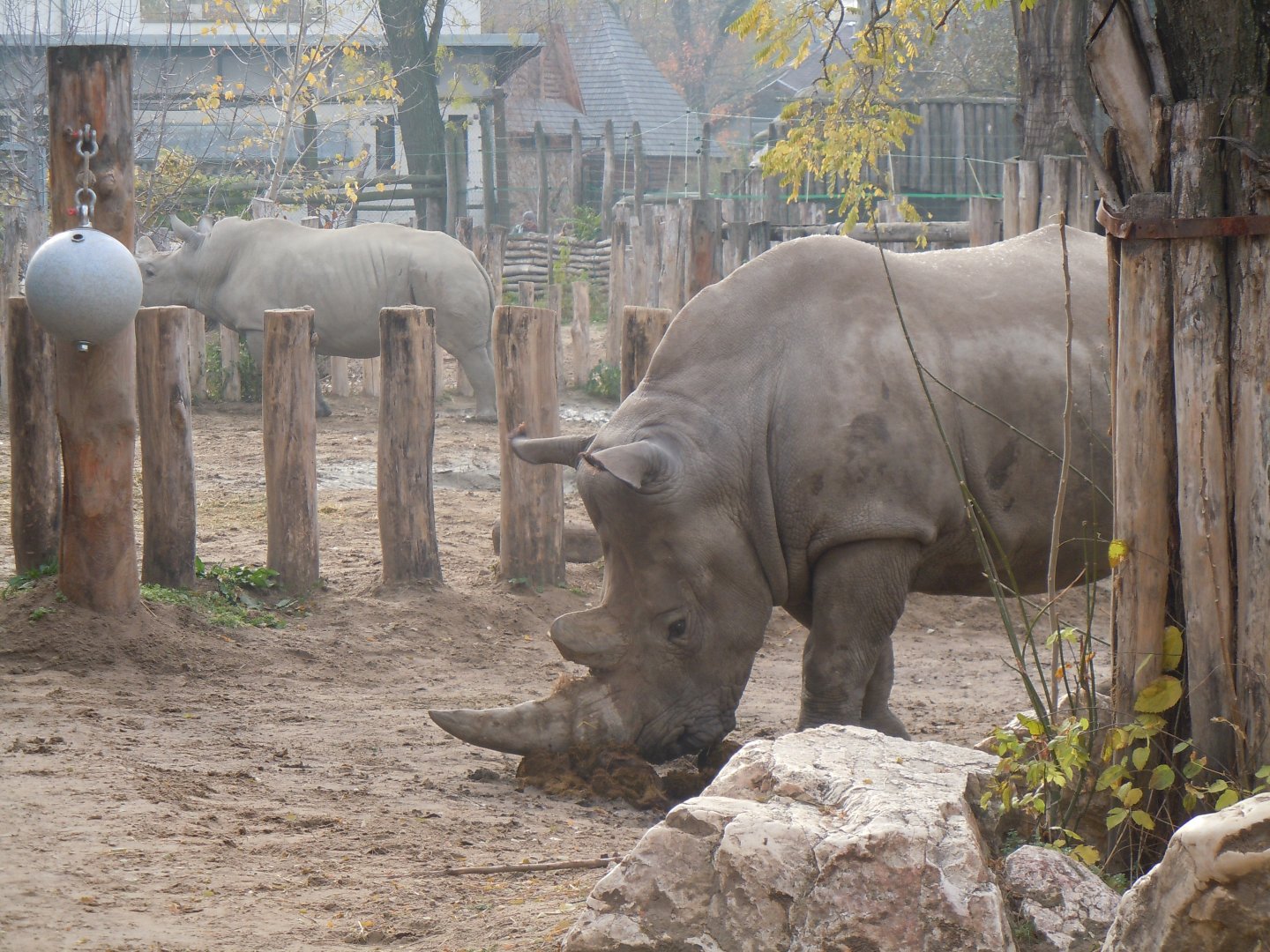 Southern White Rhinoceros - Budapest Zoo November 2017