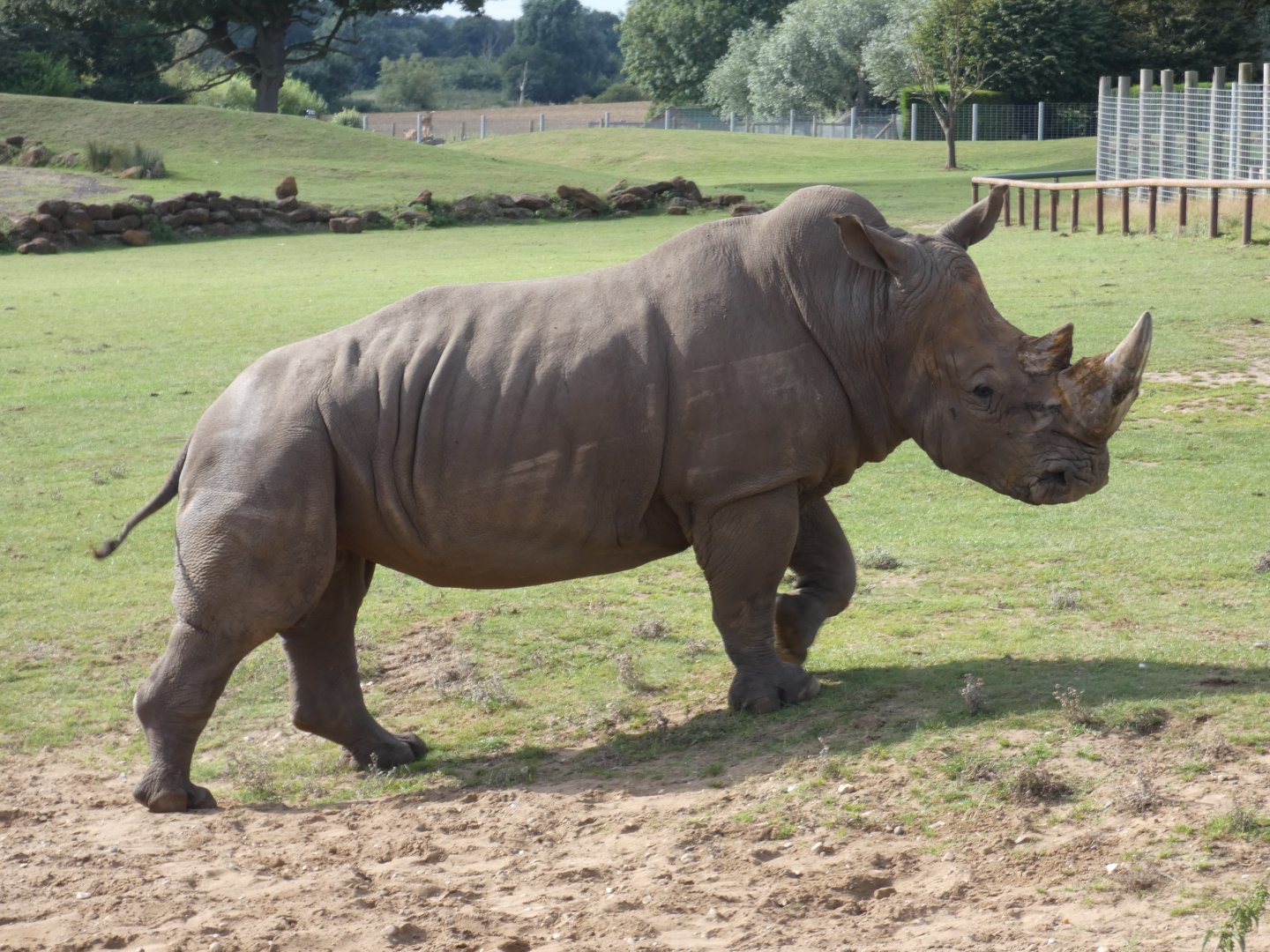 Southern white rhinoceros bull