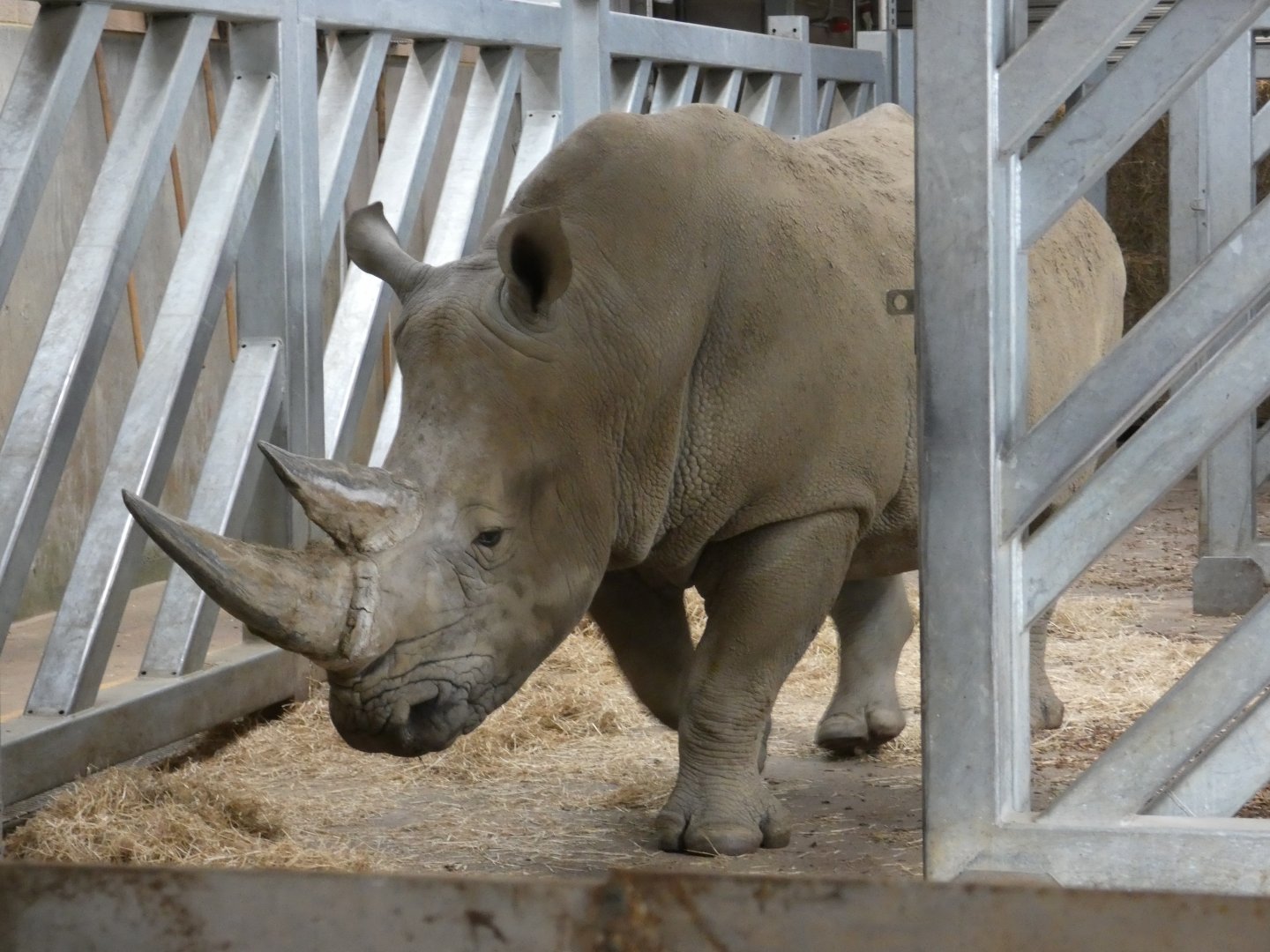 Southern white rhinoceros bull