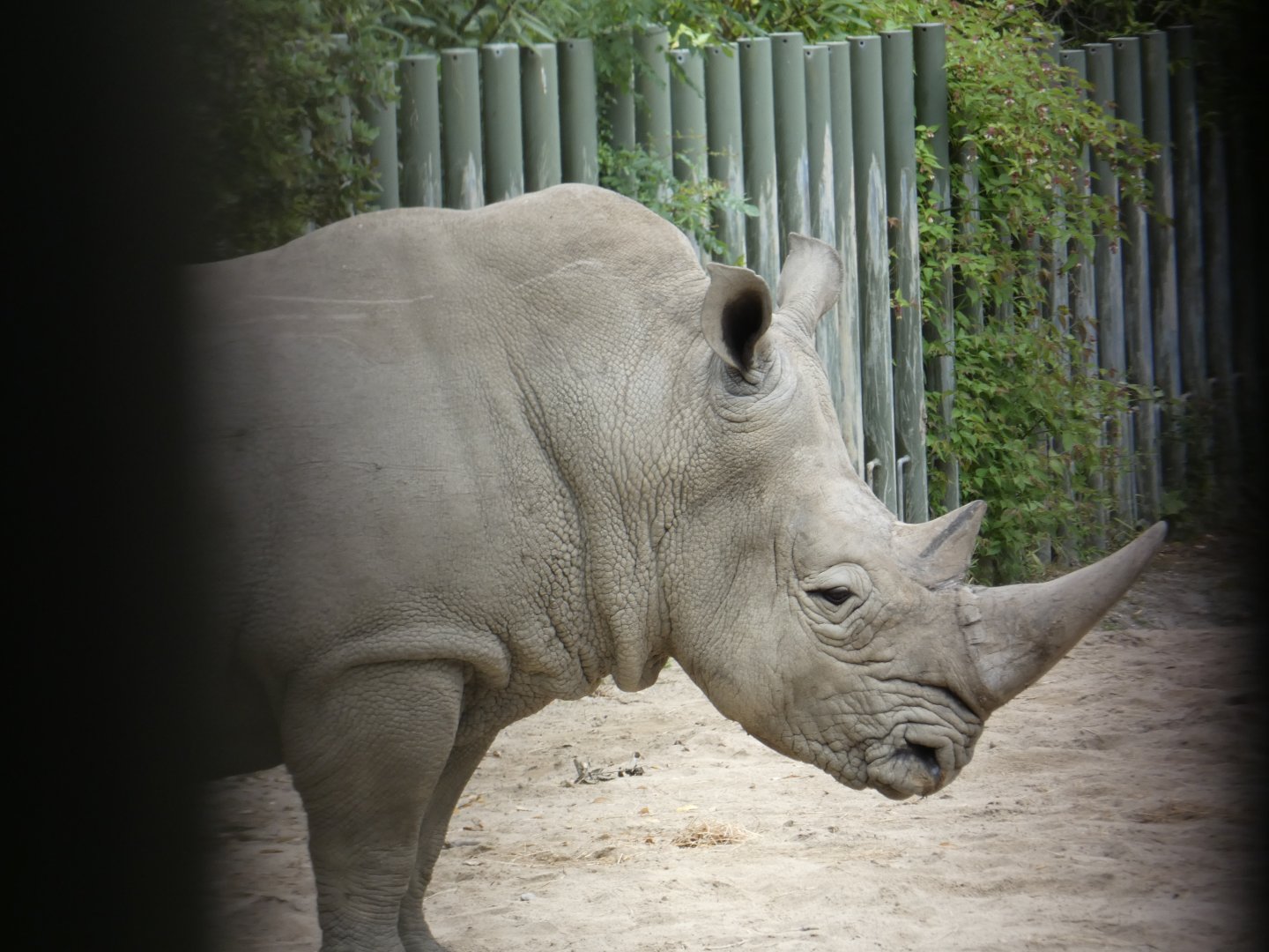 Southern white rhinoceros bull