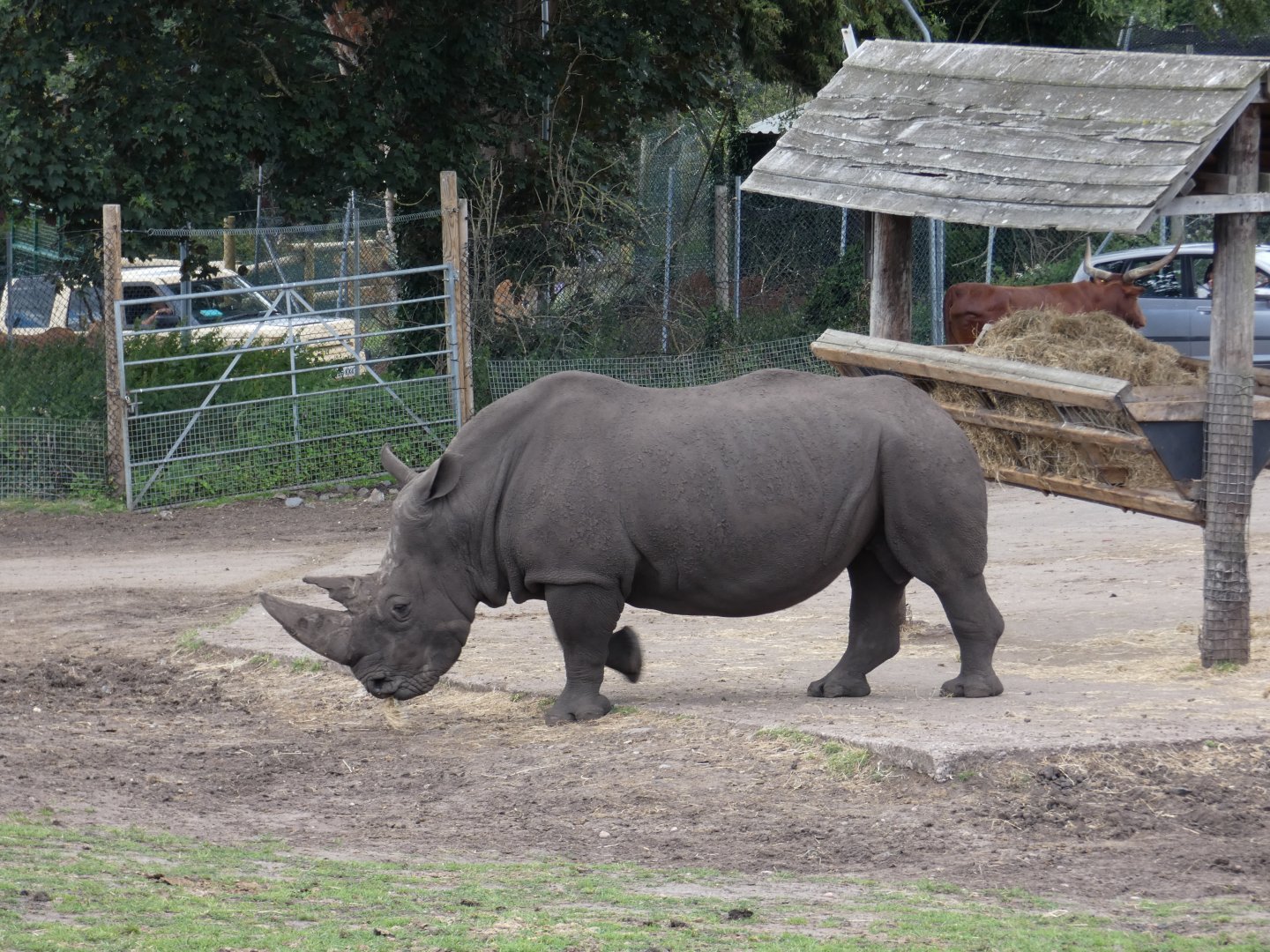 Southern white rhinoceros bull