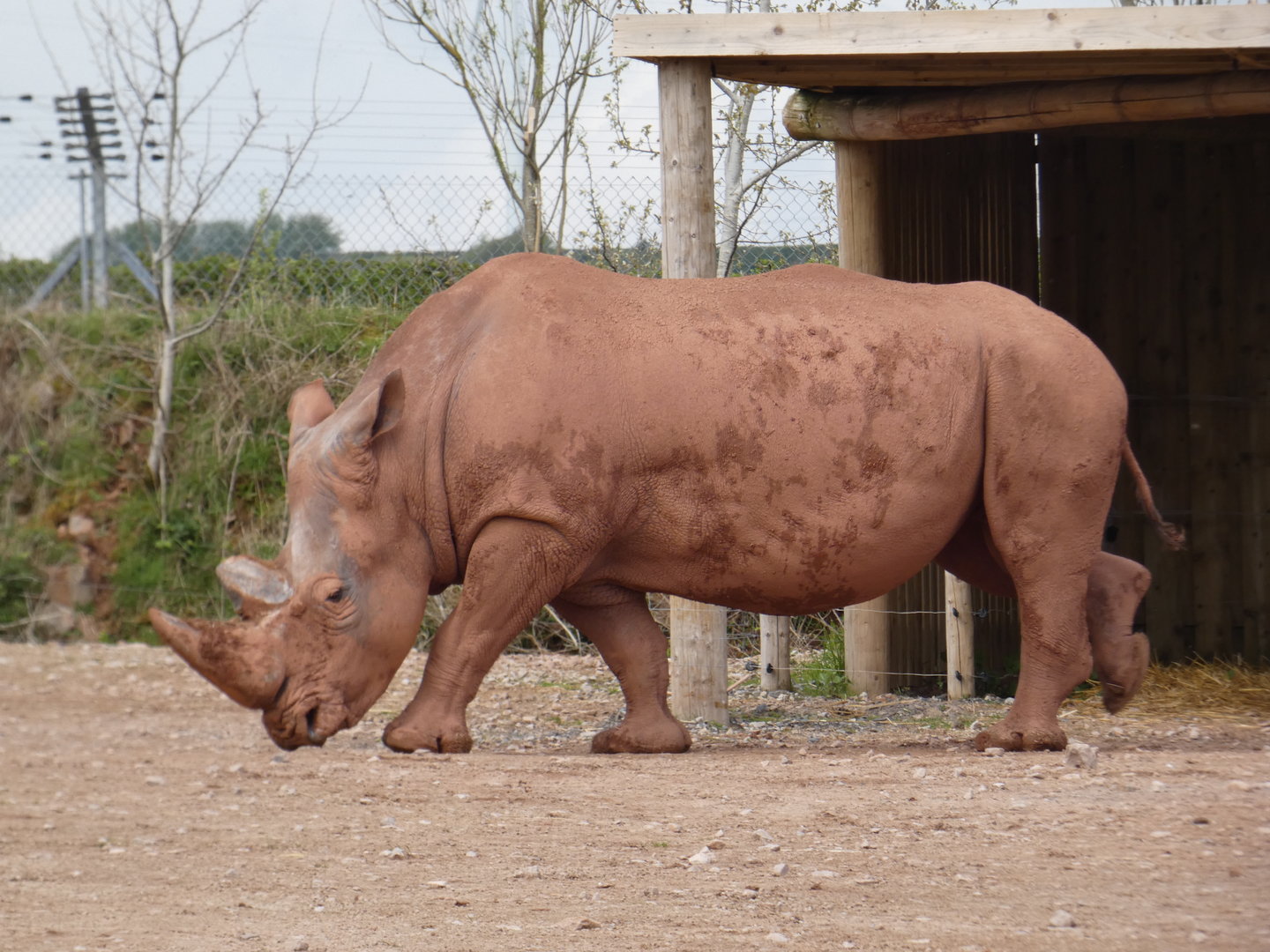 Southern white rhinoceros bull