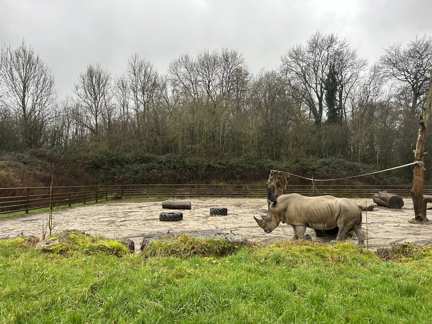 Southern White Rhinoceros Bull