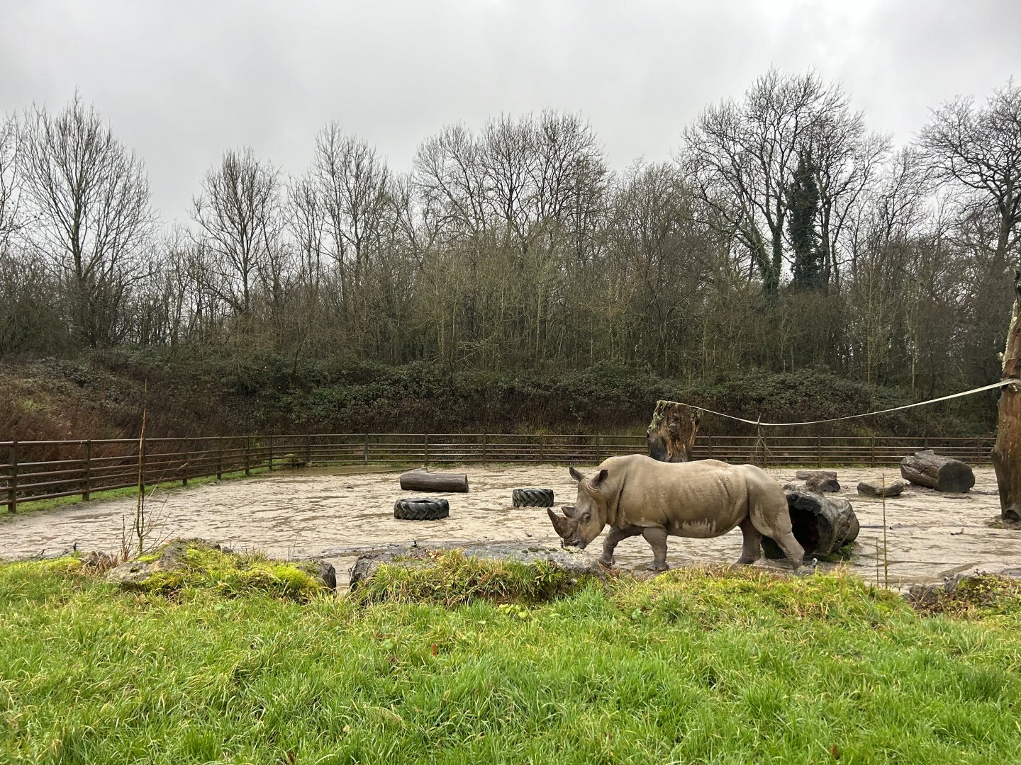 Southern White Rhinoceros Bull