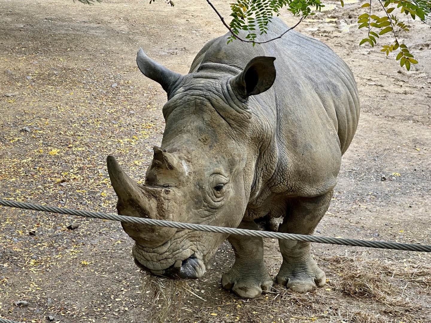 Southern White Rhinoceros (Bull)
