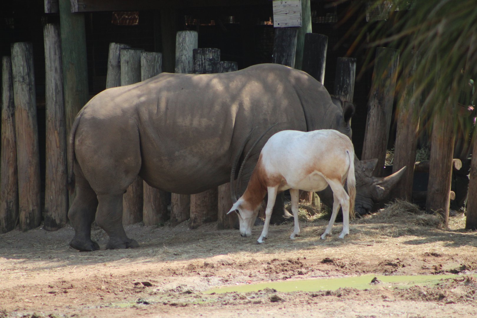 Southern White Rhinoceros (C. s. simum) + Scimitar-Horned Oryx (O. dammah)
