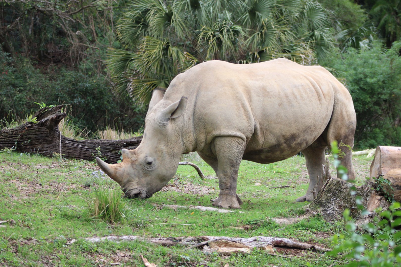 Southern White Rhinoceros (C. s. simum)