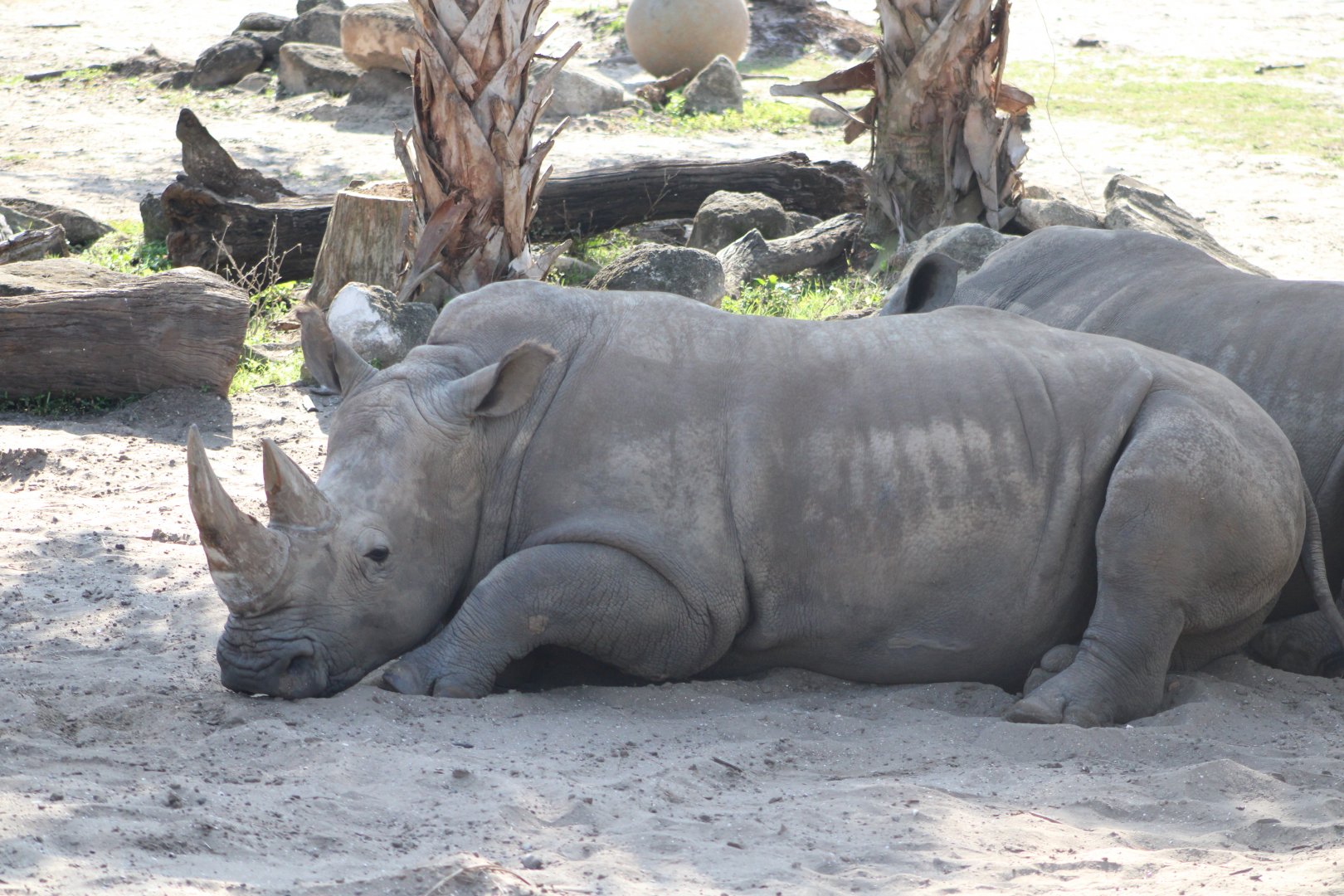 Southern White Rhinoceros (C. s. simum)