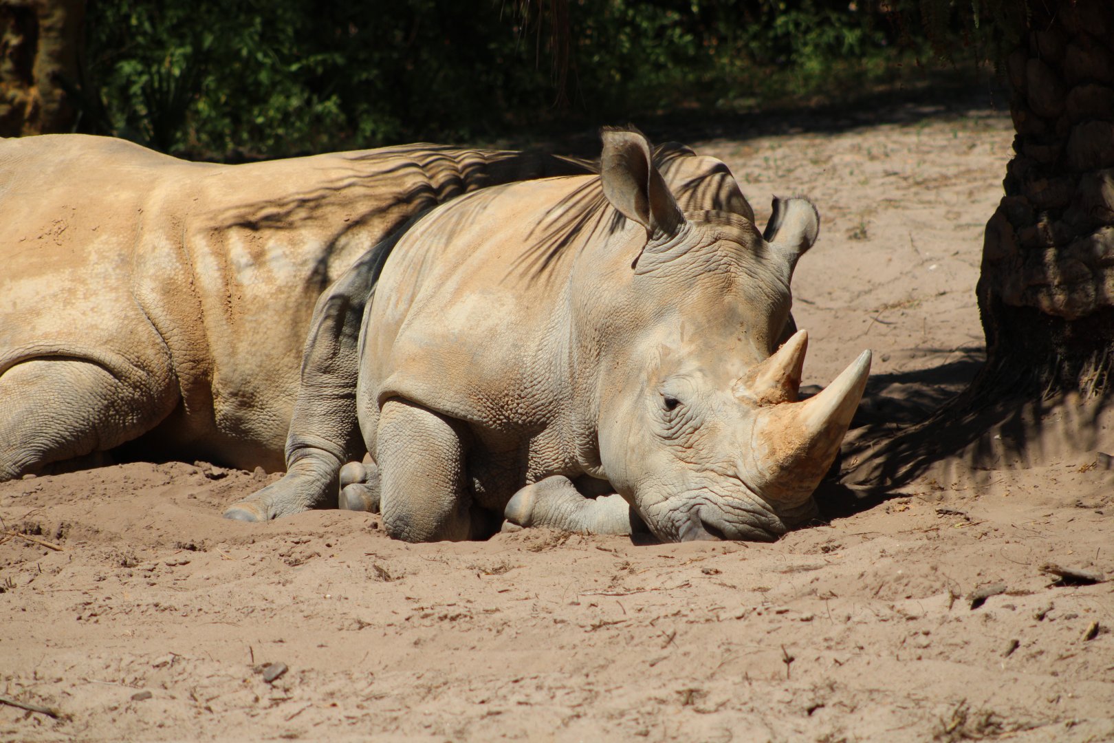 Southern White Rhinoceros (C. s. simum)