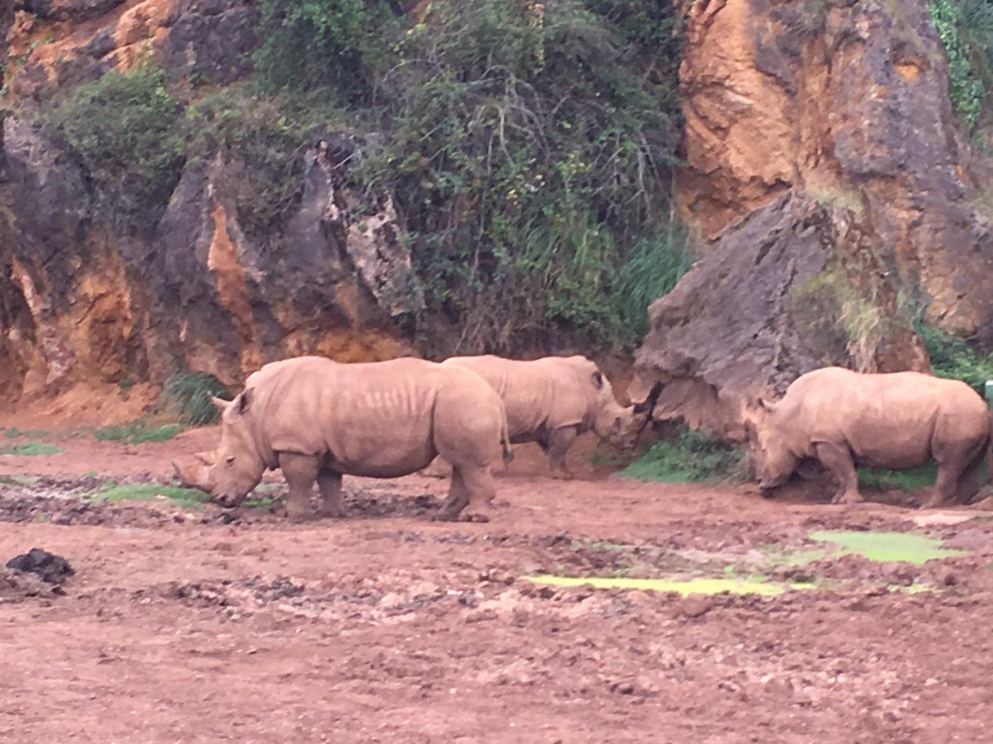 Southern white rhinoceros-Cabarceno 2019