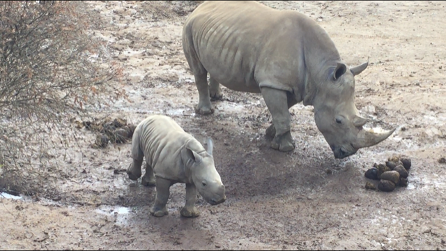 Southern White Rhinoceros Calf - Zahra