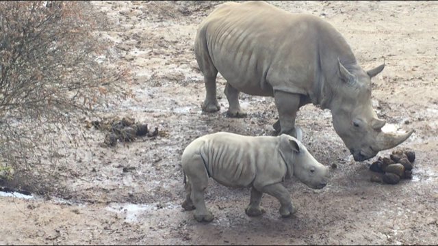 Southern White Rhinoceros Calf - Zahra