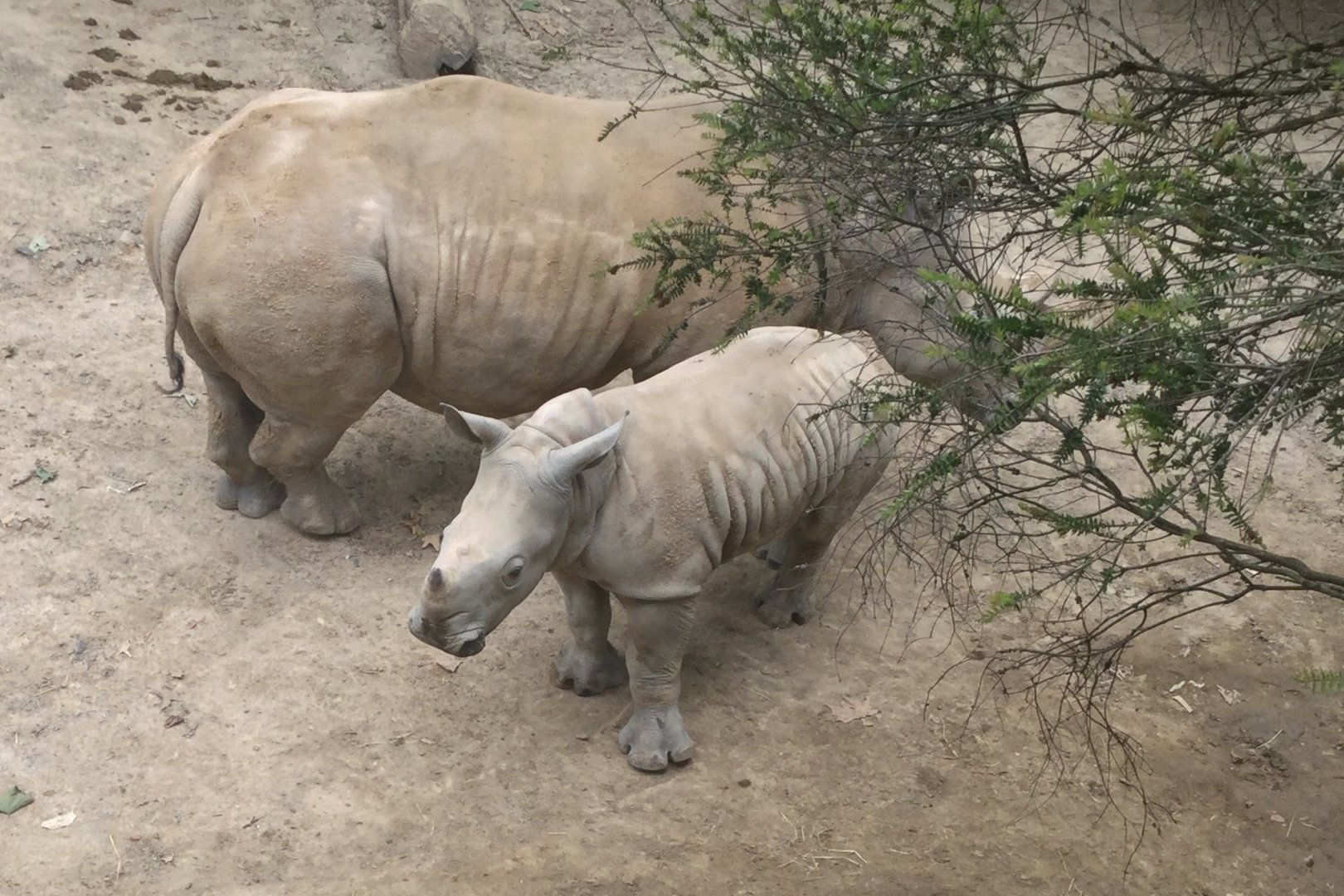 Southern White Rhinoceros Calf