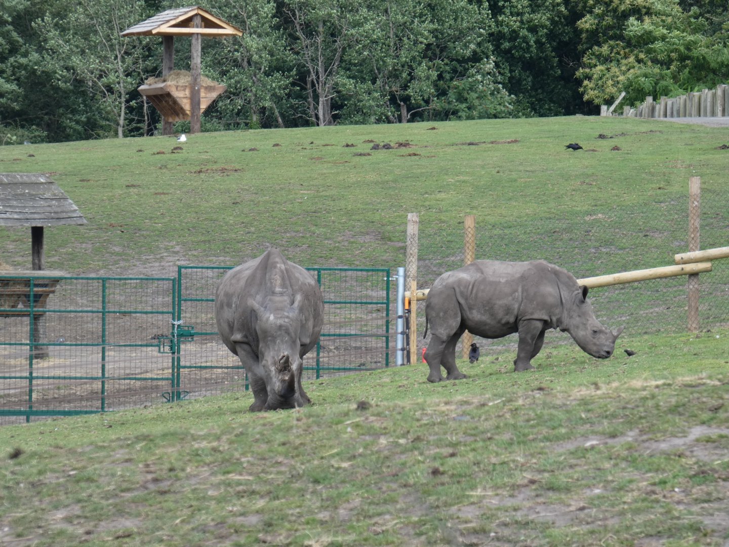 Southern white rhinoceros calf
