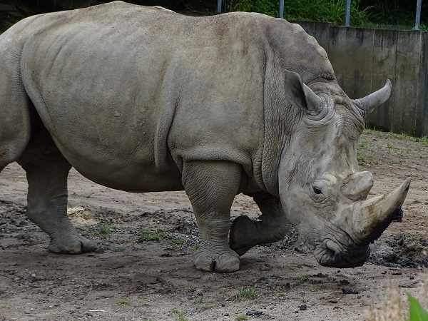 Southern white rhinoceros (Ceratotherium simum simum) (07/22)
