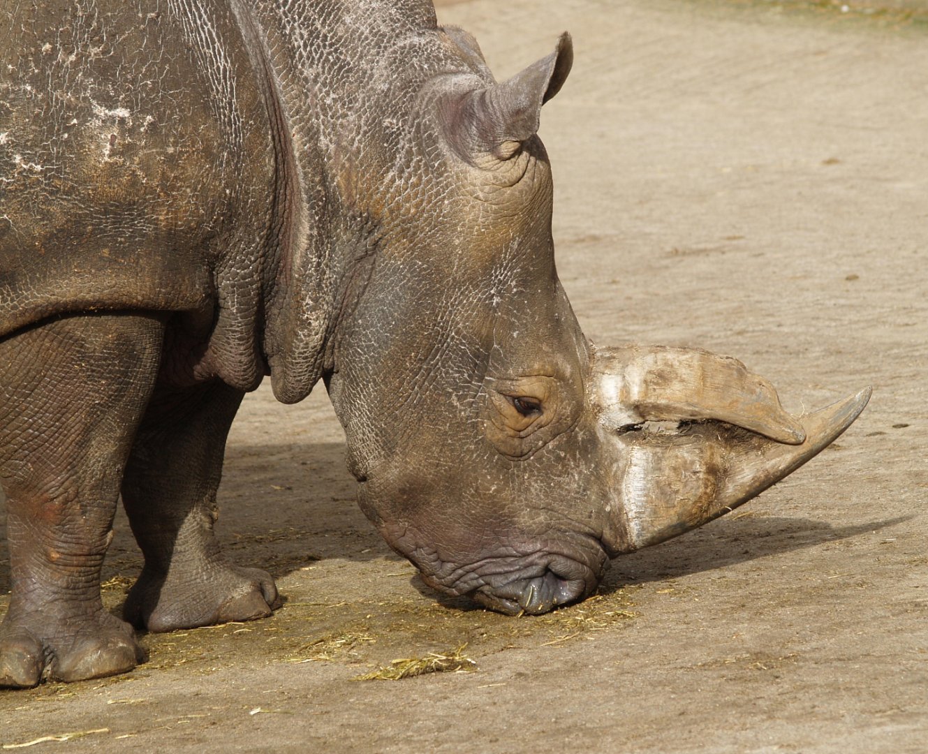 Southern white rhinoceros (Ceratotherium simum simum), 2008-03-01