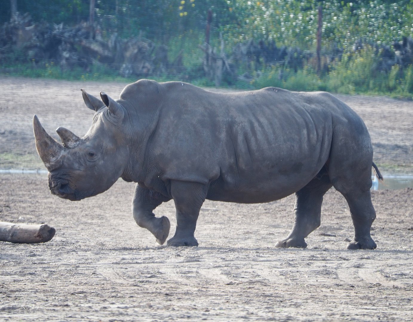 Southern white rhinoceros (Ceratotherium simum simum), 2019-09-15