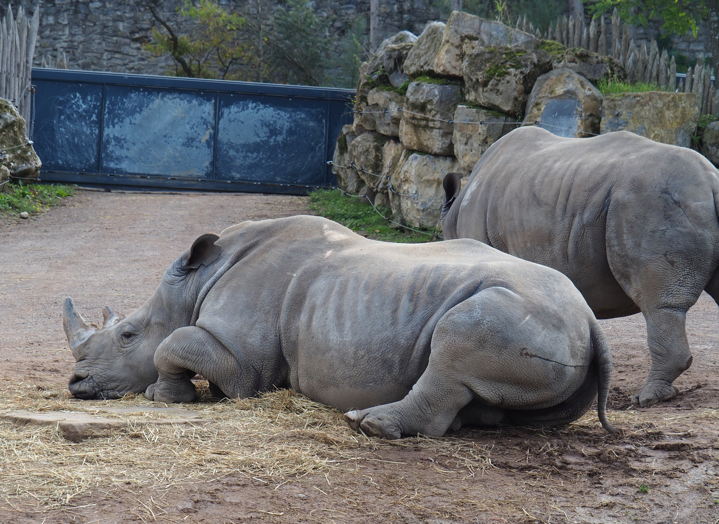 Southern white rhinoceros (Ceratotherium simum simum), 2019-10-04