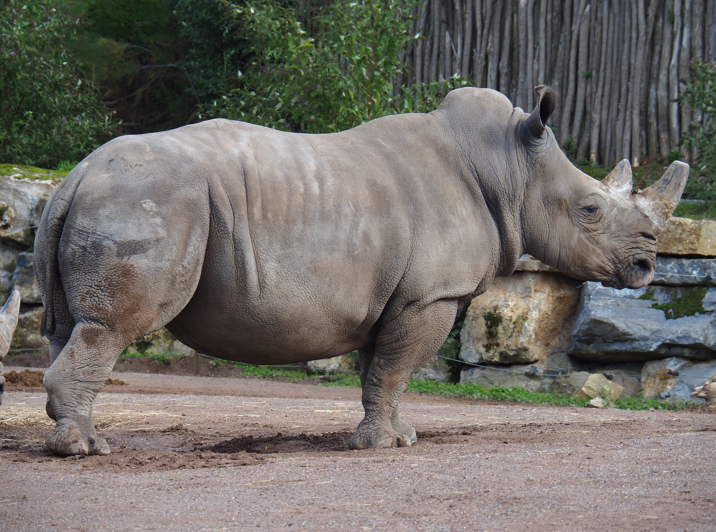 Southern white rhinoceros (Ceratotherium simum simum), 2019-10-04