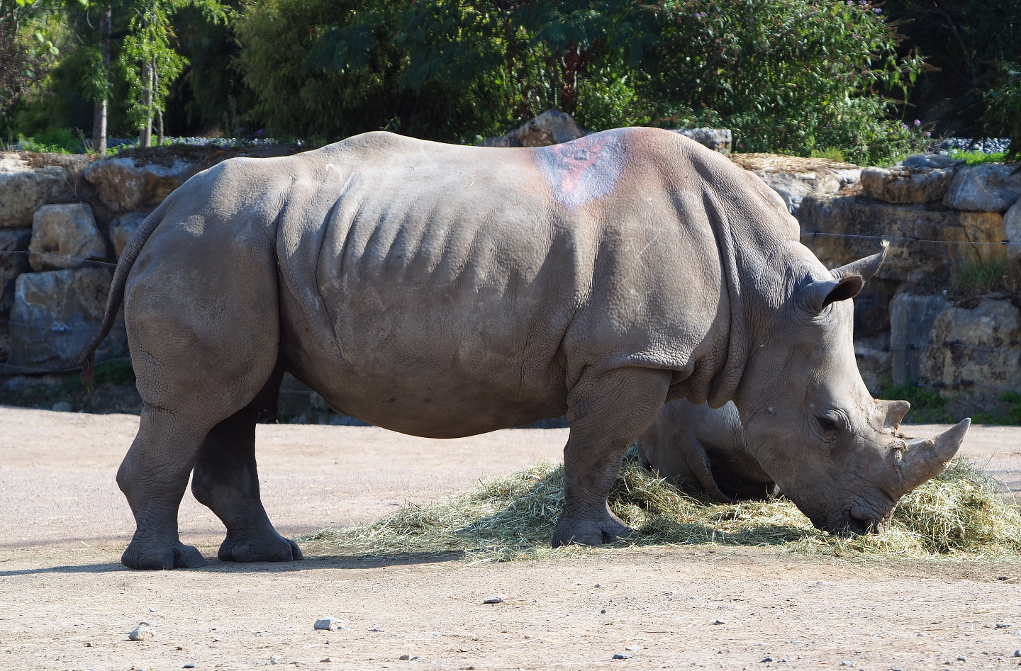 Southern white rhinoceros (Ceratotherium simum simum), 2020-09-02