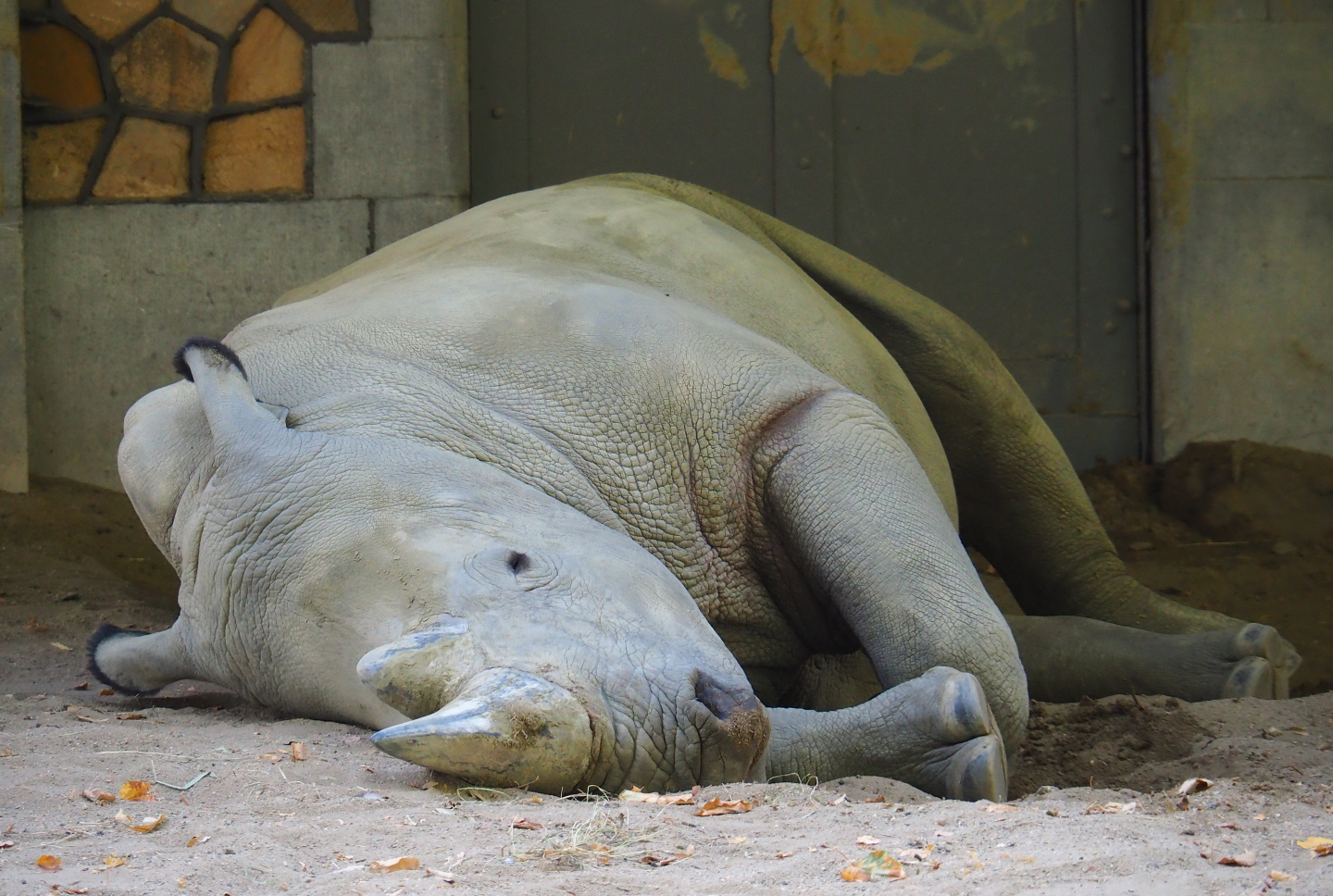 Southern white rhinoceros (Ceratotherium simum simum), 2020-09-20