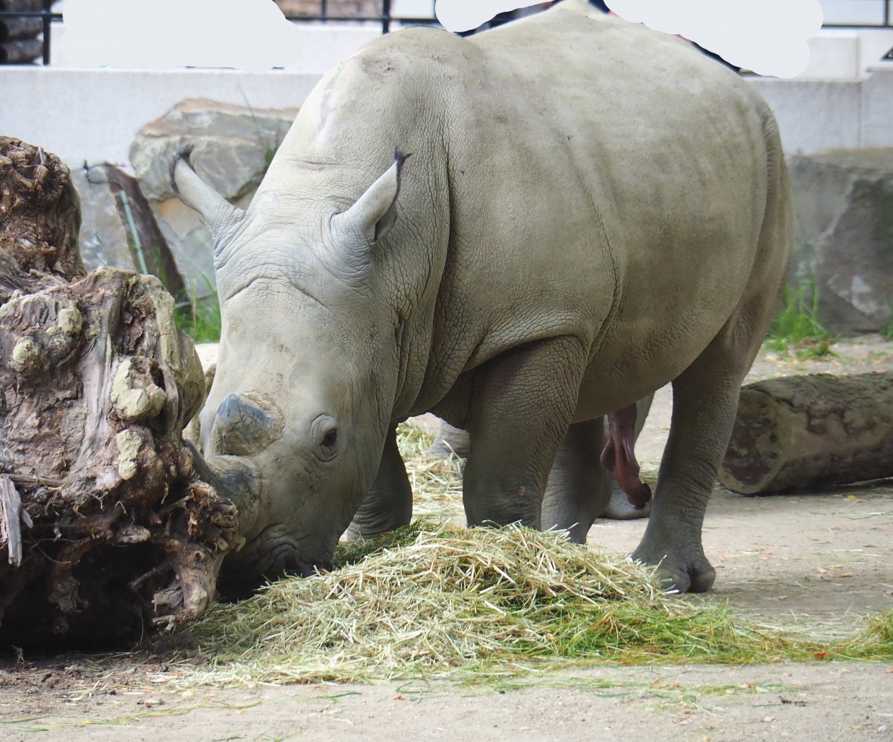 Southern white rhinoceros (Ceratotherium simum simum), 2021-06-12