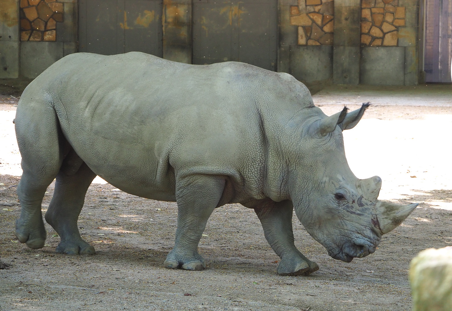 Southern white rhinoceros (Ceratotherium simum simum), 2021-07-17