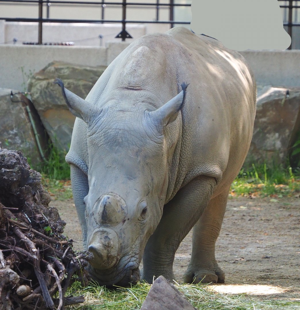 Southern white rhinoceros (Ceratotherium simum simum), 2021-07-17