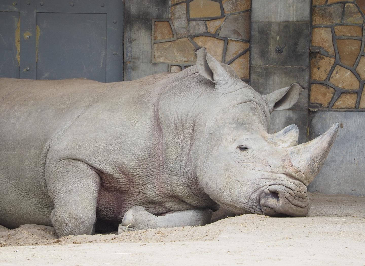 Southern white rhinoceros (Ceratotherium simum simum), 2022-03-16