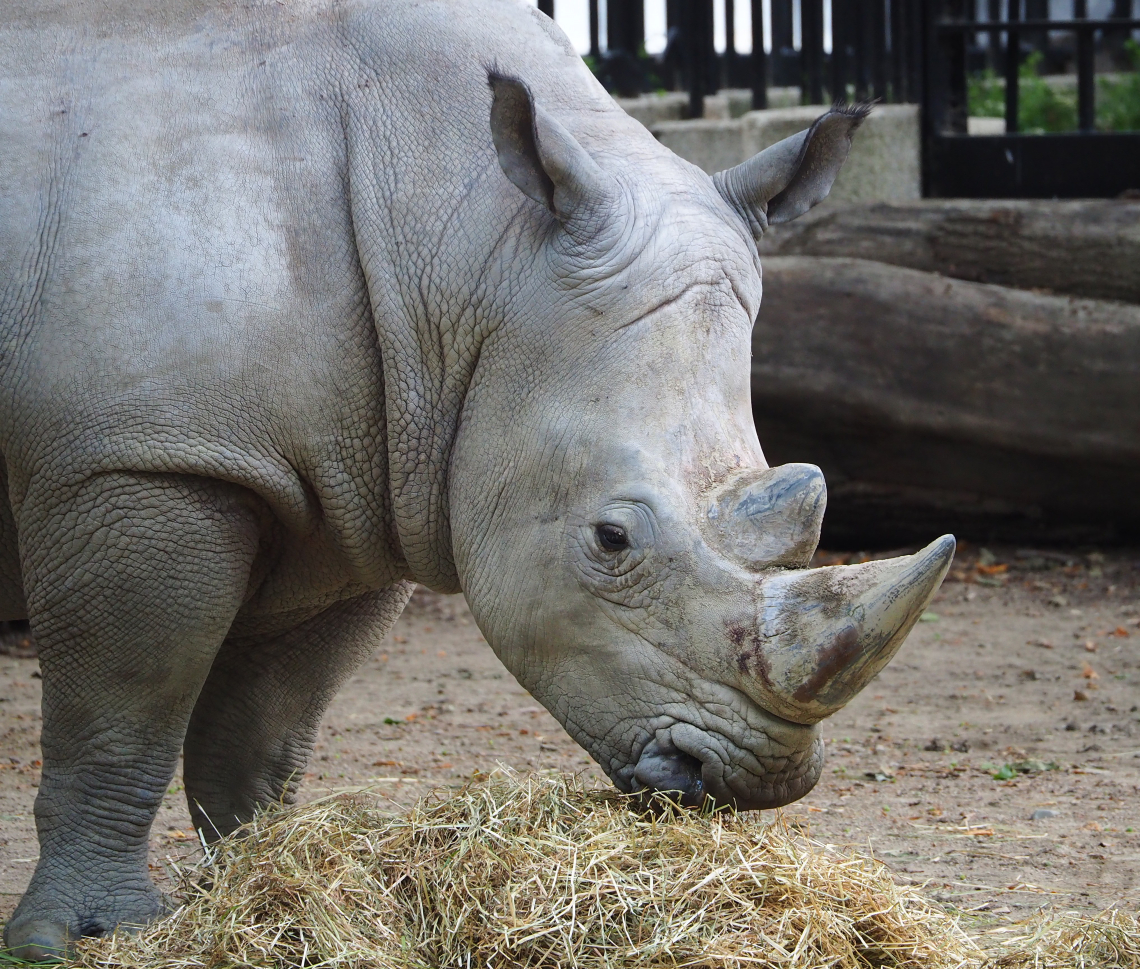 Southern white rhinoceros (Ceratotherium simum simum), 2022-05-26