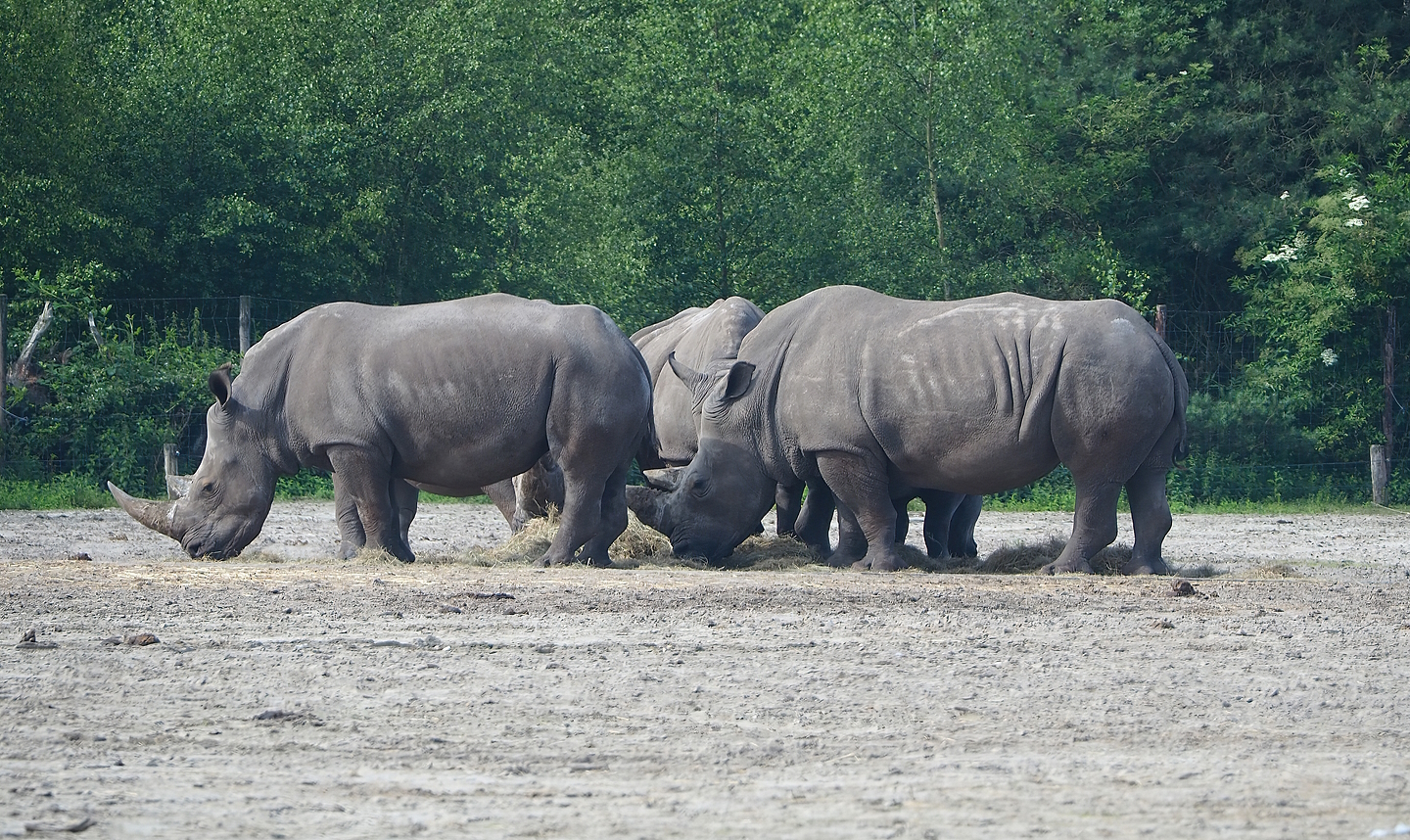 Southern white rhinoceros (Ceratotherium simum simum), 2022-06-12