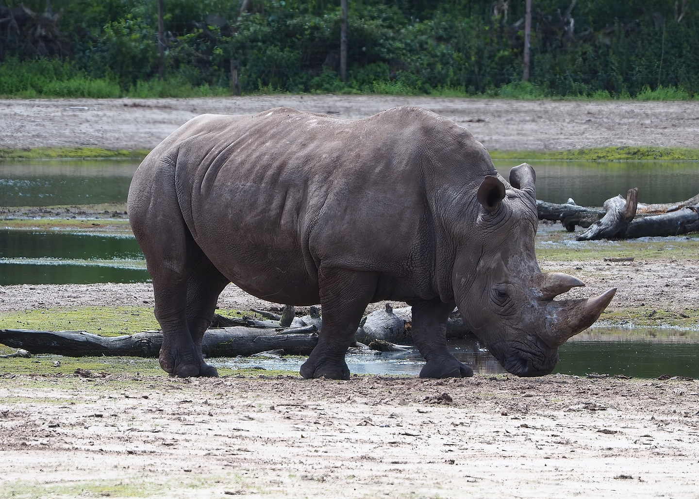 Southern white rhinoceros (Ceratotherium simum simum), 2022-06-12