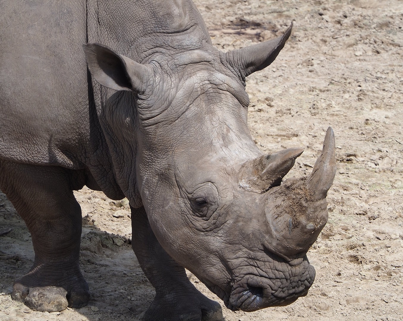 Southern white rhinoceros (Ceratotherium simum simum), 2022-06-12