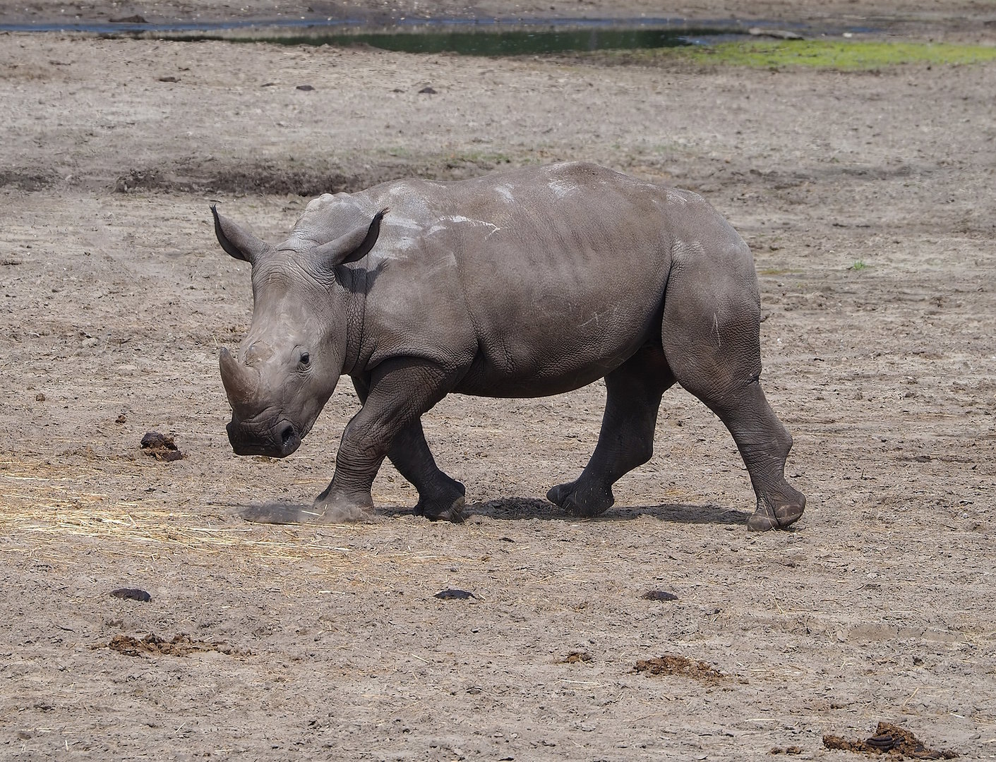 Southern white rhinoceros (Ceratotherium simum simum), 2022-06-12