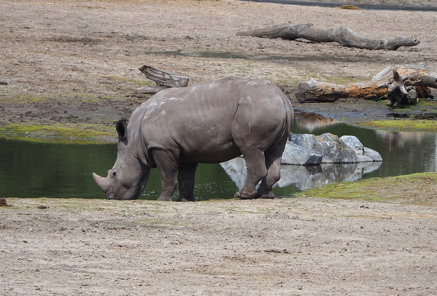 Southern white rhinoceros (Ceratotherium simum simum), 2022-06-12