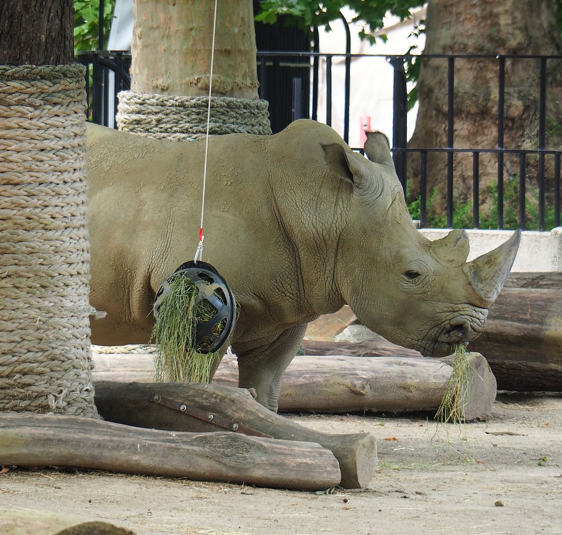 Southern white rhinoceros (Ceratotherium simum simum), 2022-07-10